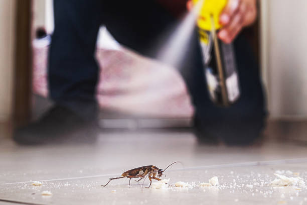 Best Termite Control Services  in Naples, FL
